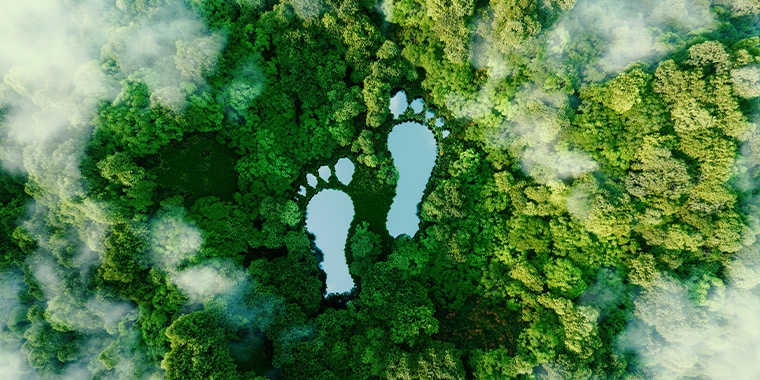 Illustration of a green forest with footprints 